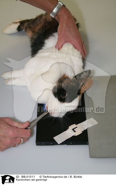 Kaninchen wir gerntgt / bunny X-ray / BB-01011