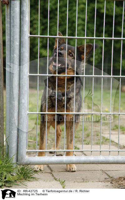 Mischling im Tierheim / mongrel in pound / RR-42725