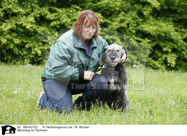 Mischling im Tierheim / mongrel in pound / RR-42732