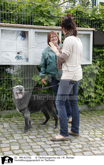 Vermittlungsgesprch im Tierheim / pound / RR-42762