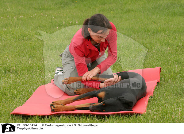Tierphysiotherapie / physiotherapy for animals / SS-15424