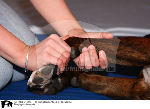 Tierphysiotherapie / physiotherapy / KMI-01393