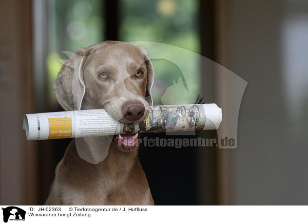 Weimaraner bringt Zeitung / Weimaraner with newspaper / JH-02363