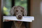 Weimaraner bringt Zeitung