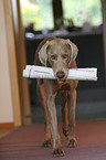 Weimaraner bringt Zeitung