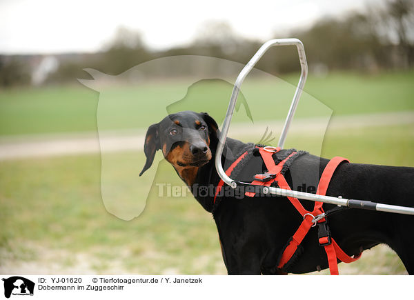 Dobermann im Zuggeschirr / YJ-01620