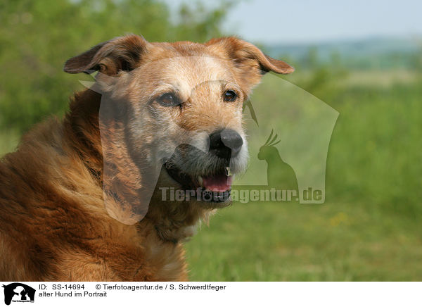 alter Hund im Portrait / SS-14694