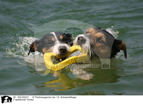 2 spielende Terrier / 2 playing Terrier / SS-00021