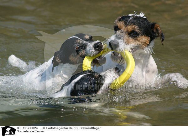 3 spielende Terrier / SS-00024