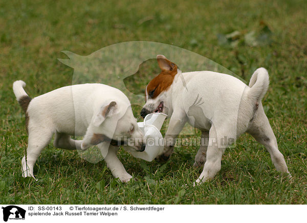 spielende Jack Russell Terrier Welpen / playing Jack Russell Terrier Puppies / SS-00143