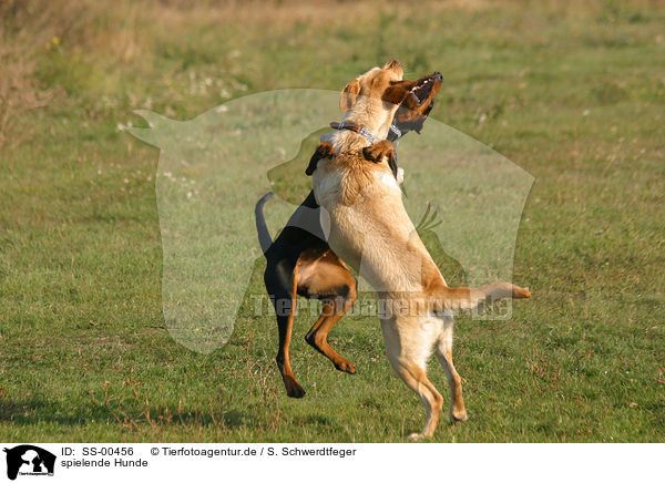 spielende Hunde / SS-00456