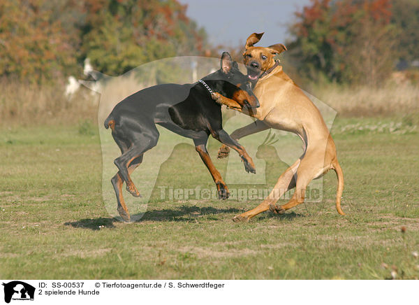 2 spielende Hunde / SS-00537