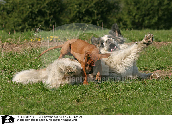 Rhodesian Ridgeback & Moskauer Wachhund / Moscow Watchdog / RR-01710