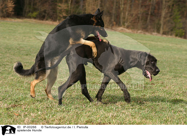 spielende Hunde / playing dogs / IP-00266