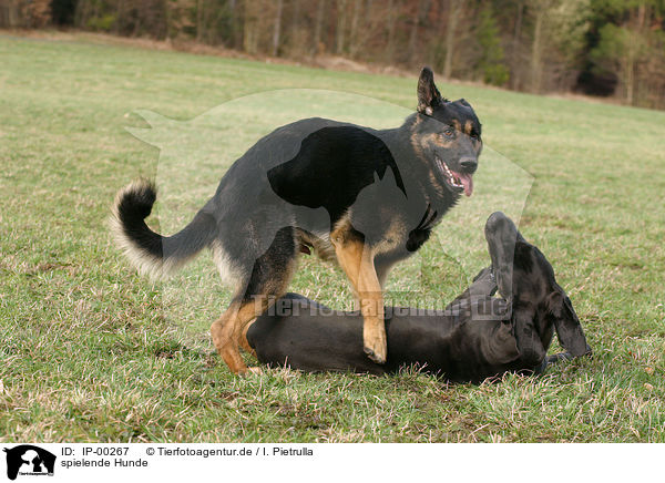 spielende Hunde / IP-00267