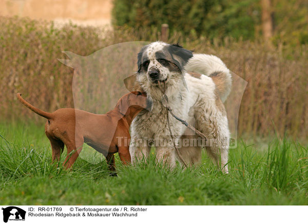 Rhodesian Ridgeback & Moskauer Wachhund / Moscow Watchdog / RR-01769