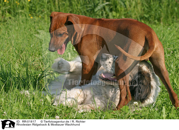 Rhodesian Ridgeback & Moskauer Wachhund / Moscow Watchdog / RR-01817