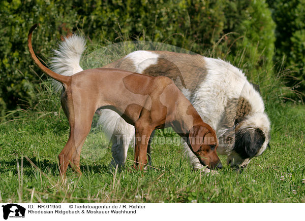 Rhodesian Ridgeback & Moskauer Wachhund / Moscow Watchdog / RR-01950