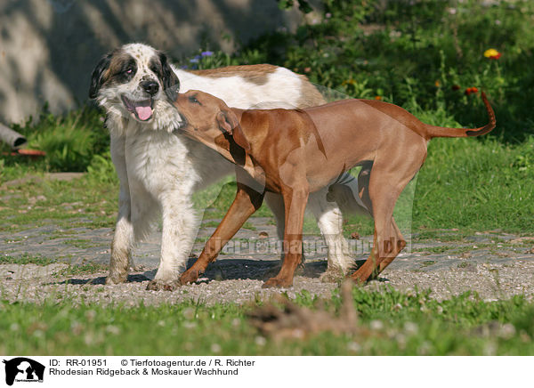 Rhodesian Ridgeback & Moskauer Wachhund / RR-01951