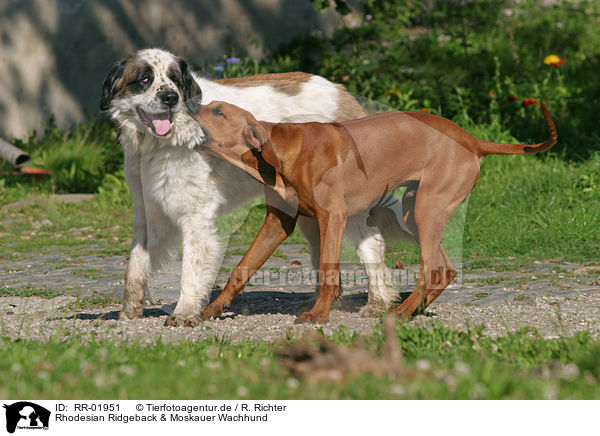 Rhodesian Ridgeback & Moskauer Wachhund / Moscow Watchdog / RR-01951