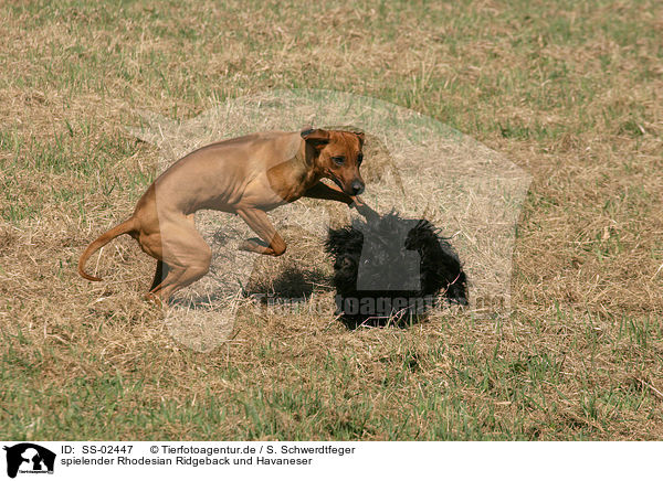 spielender Rhodesian Ridgeback und Havaneser / playing Rhodesian Ridgeback and Havanese / SS-02447