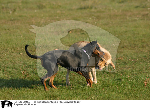 2 spielende Hunde / SS-00458