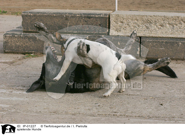 spielende Hunde / IP-01227