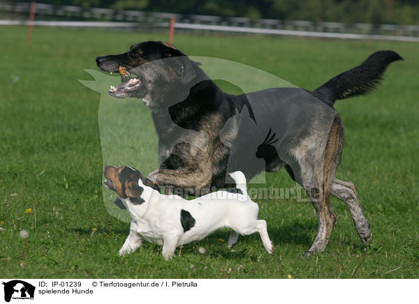 spielende Hunde / IP-01239