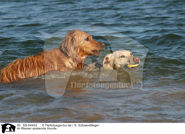 im Wasser spielende Hunde / SS-04402