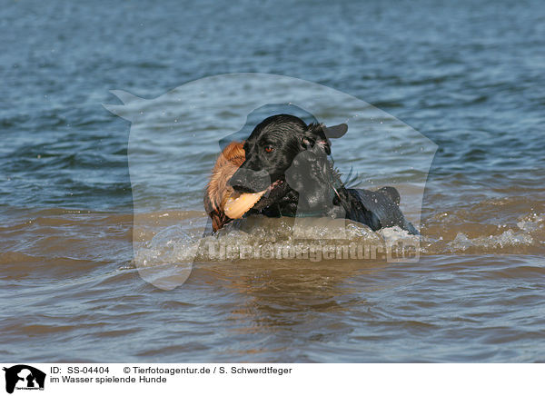 im Wasser spielende Hunde / SS-04404