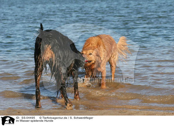 im Wasser spielende Hunde / SS-04495