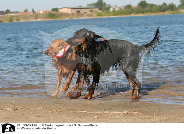 im Wasser spielende Hunde / SS-04496