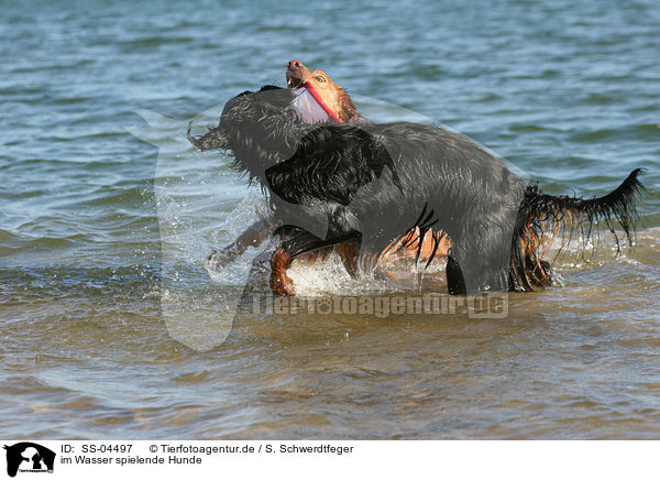 im Wasser spielende Hunde / SS-04497