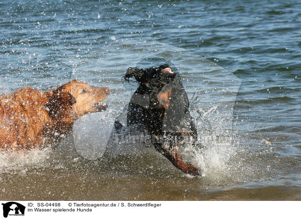 im Wasser spielende Hunde / SS-04498