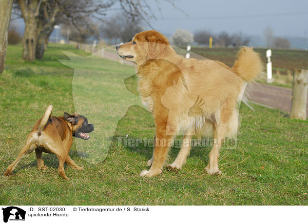 spielende Hunde / playing dogs / SST-02030