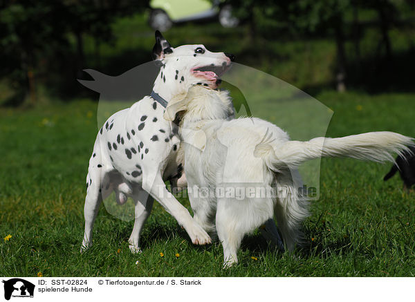 spielende Hunde / playing dogs / SST-02824