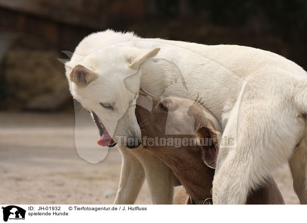 spielende Hunde / JH-01932