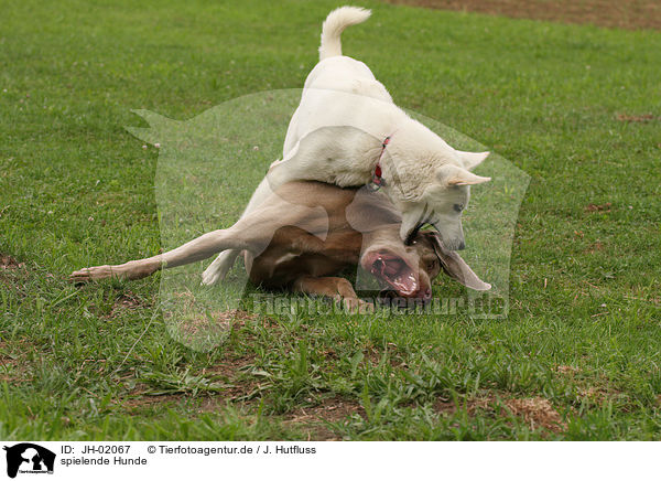 spielende Hunde / playing dogs / JH-02067