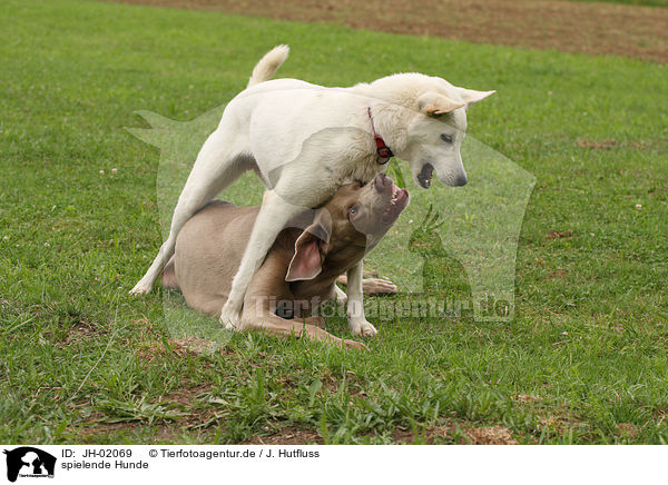 spielende Hunde / playing dogs / JH-02069