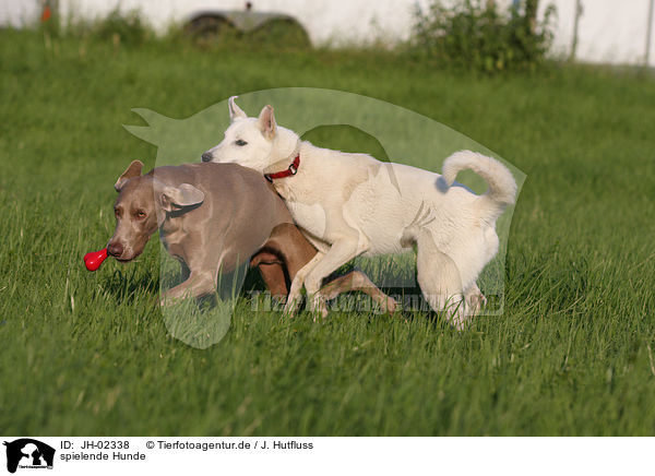 spielende Hunde / JH-02338