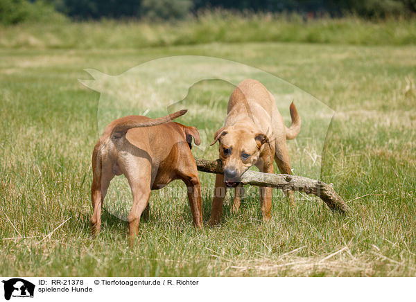 spielende Hunde / RR-21378