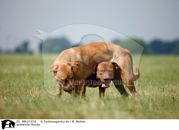 spielende Hunde / RR-21379