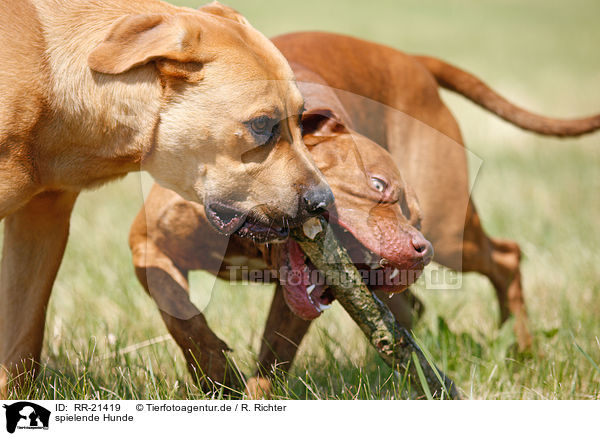 spielende Hunde / playing dogs / RR-21419