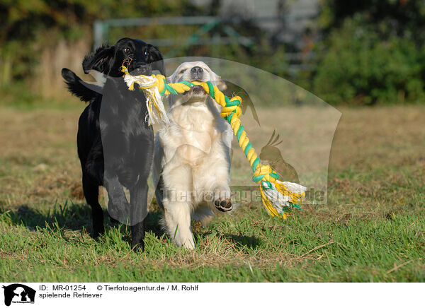 spielende Retriever / playing Retriever / MR-01254