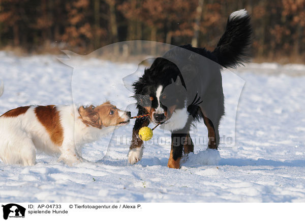 spielende Hunde / playing dogs / AP-04733