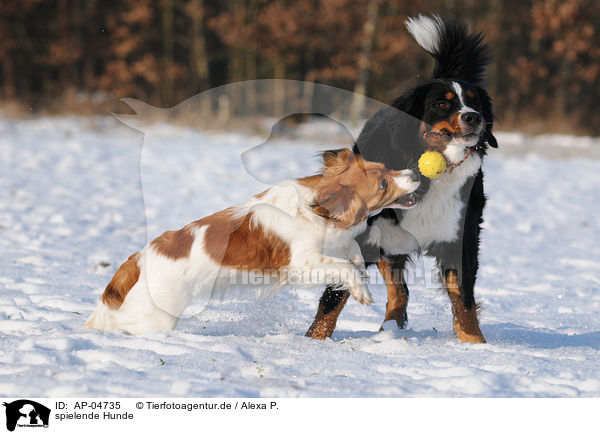 spielende Hunde / AP-04735