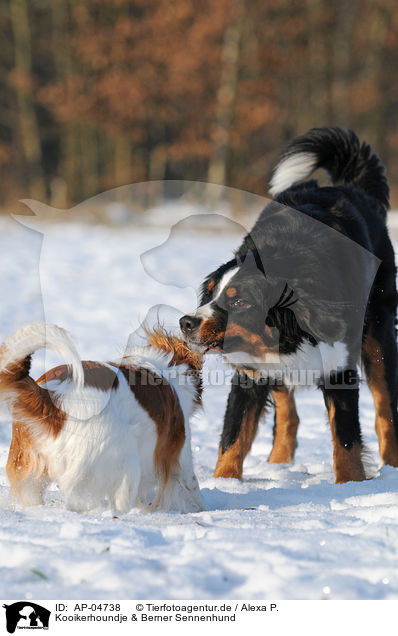 Kooikerhoundje & Berner Sennenhund / AP-04738