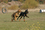 Dobermann und Rhodesian Ridgeback