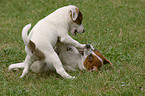 2 Jack Russell Terrier Welpen