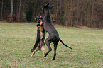 spielende Hunde